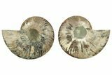 Cut & Polished, Agatized Ammonite Fossil - Madagascar #223198-1